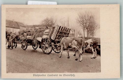 Landwirt im Oberelsass Tiergespann Kühe Flüchtling