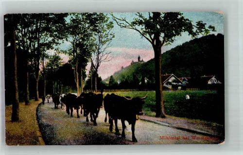 O3700 Wernigerode Mühlental Kuh
