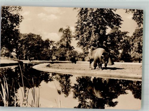 W1000 Tiergarten Bison Zoo