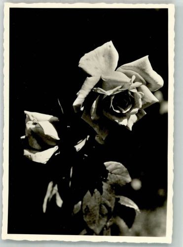 66482 W6660 Zweibrücken , Pfalz Foto AK Rosengrüße Rosengarten Rose Blume