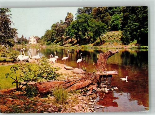 66111 W6600 Saarbrücken Foto AK Flamingos im Deutsch-Französischen Garten