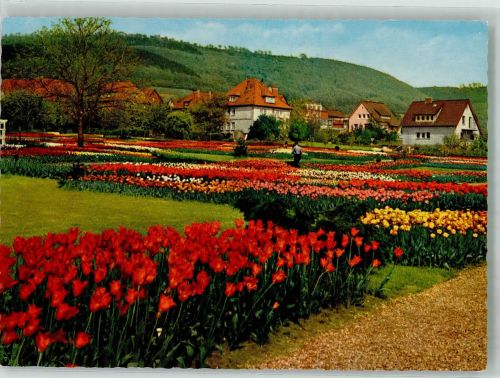 31737 W3262 Deckbergen Foto AK Essmannshof mit Tulpenschau Fotograf Gutermann