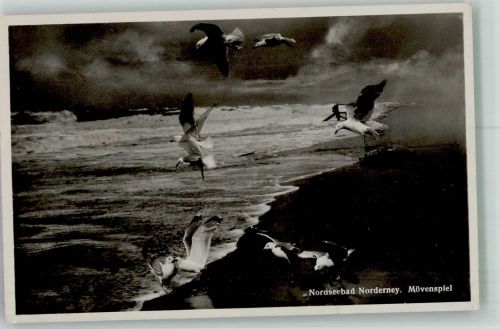 26548 W2982 Norderney - Möwen