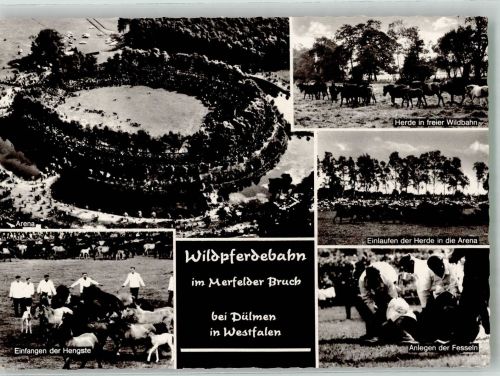 W4408 Dülmen Wildpferdebahn im Merfelder Bruch Pferd Foto AK