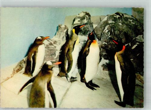 W6000 Frankfurt am Main Königs- und Eselspinguine im Zoologischen Garten Pinguin Foto AK