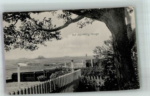 25859 W2251 Hooge , Hallig Foto AK Alter Baum in Halliglandschaft Fotograf Lind