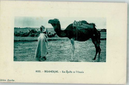Alger Algier 1917 Gebrauchsspuren Tracht Kamele Oase