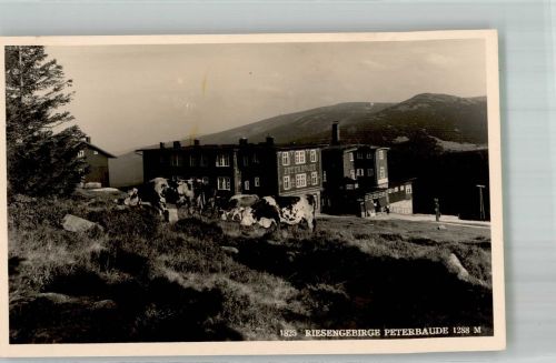 Peterbaude Foto AK Riesengebirge Gasthaus