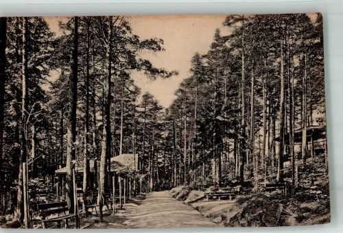 Oberschreiberhau Szklarska Poreba Gorna 1928 Foto AK Waldpartie am Schenkenfichtel
