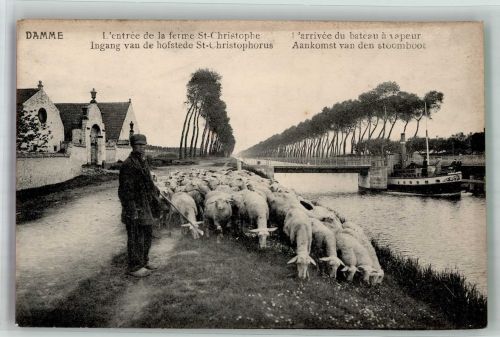 Damme West-Vlaanderen - Hirte mit seiner Schafherde neben dem Kanal