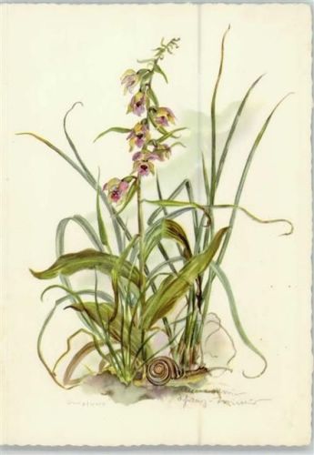 1950 Blumen Sumpfwurz Künstler sign Anne Maria Schwarz