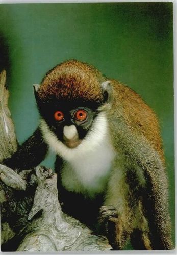 Weißnasen Meerkatze Affe 1980
