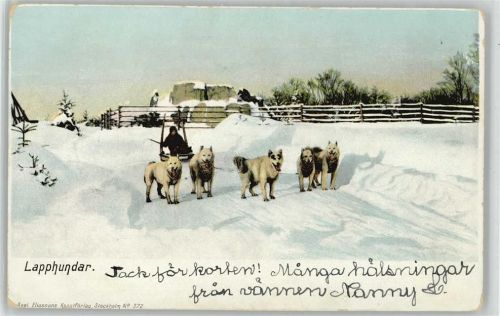 Lapphunde Hundeschlitten 1900