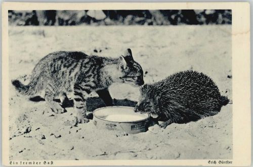 Igel und junge Katze am Futternapf, E. Günther Igel Foto AK
