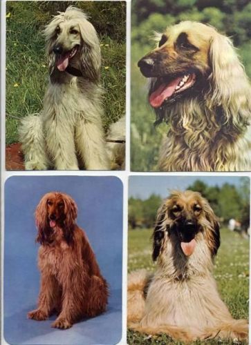 4 tolle afghanische Windhunde AK. Windhund um1980/90