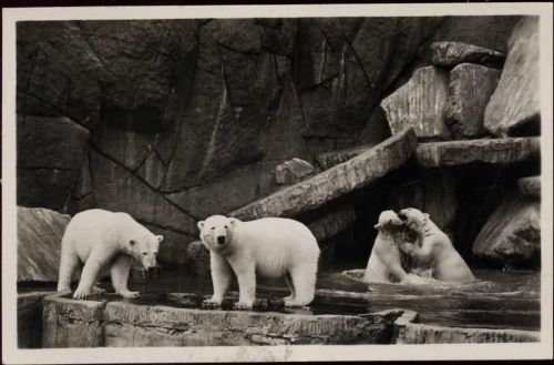 20095 W2000 Hamburg um 1950/60 - Hamburg: Hagenbecks Tierpark, Eisbären AKU1