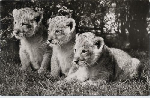 20095 W2000 Hamburg 1957 - Hamburg, Carl Hagenbeck´s Tierpark, Löwenbabys AKU2