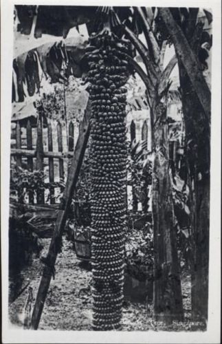 um 1930/40 Bananen-Baum (banana-tree), Singapore.,Gevärt