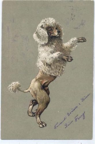 Hund, Pudel Pudel um 1900
