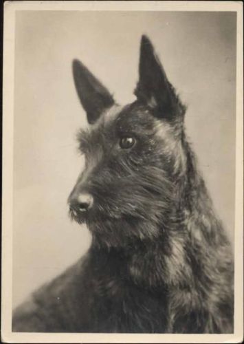um 1930/40 Kleiner schwarzer Hund, Rasse(), Terrier(),E. A. Schwerdtfeger & Co. A.G. AKU2