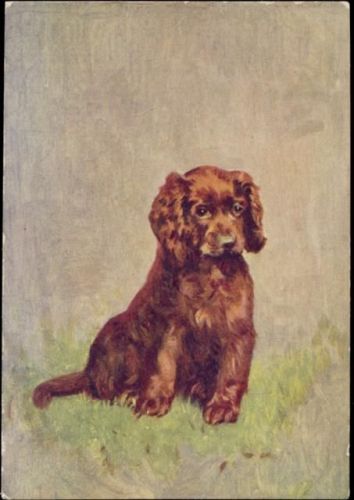 Sussex Spaniel, Rassehund, Kartenformat 126 x 88 mm Spaniel um 1910/20