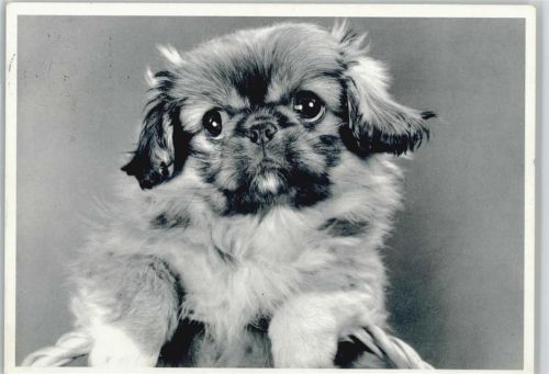Pekinese Pekinese 1963