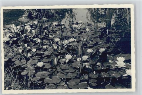 Foto AK Wasserrosen Seerose