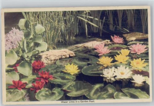 Water Lilies - Weisse, gelbe, rote Seerosen Seerose