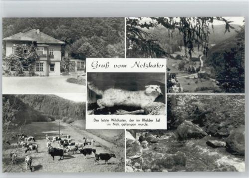 99768 O5505 Ilfeld , Südharz - Netzkater Mehrfachaufnahme