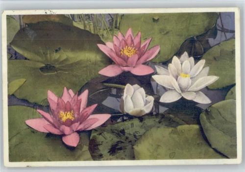 Pomd Lily Seerose 1935