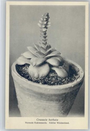Crassula barbata - Nr. 316/XXXII Otto Stoyer Pflanzenkarten