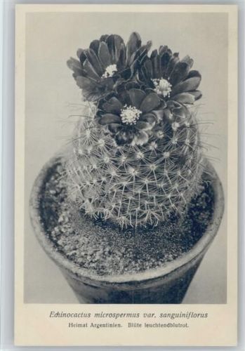 Echinocactus microspermus . Nr. 353/XXXVI Otto Stoye Pflanzenkarten
