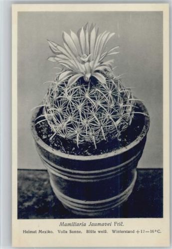 Mamillaria Jaumavei - Nr. 185/XIX Otto Stoyer Pflanzenkarten