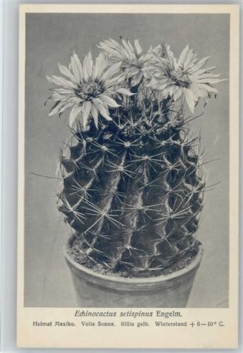 Echinocactus setispinus Engelm. - Nr. 181/XIX Otto Stoye Pflanzenkarten