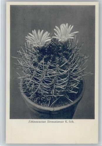 Echinocactus Strausianus - Nr. 227/XXIII Otto Stoye Pflanzenkarten