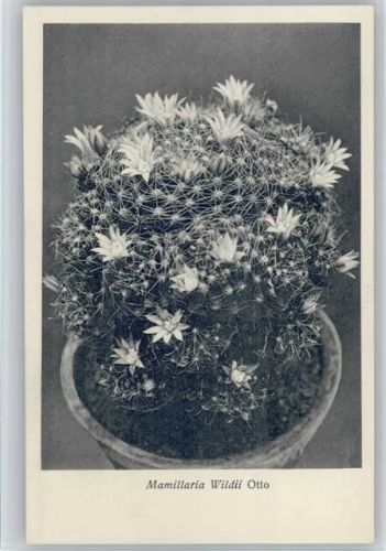 Mamillaria Wildii Otto - Nr. 101/XI Otto Stoyer Pflanzenkarten