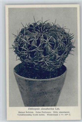 Echinopsis cinnabarina Lab. -Nr. 248/XXV Otto Stoye Pflanzenkarten