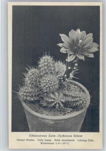 Echinocereus Salm-Dyckianus Scheer - Nr. 363/XXXVII Otto Stoye Pflanzenkarten