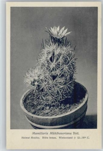 Mamillaria Mühlbaueriana Böd. - Nr. 262-XXVII Otto Stoyer Pflanzenkarten