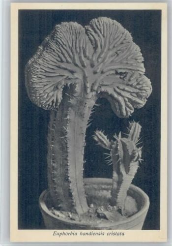 Euphorbia handiensis cristata - Nr. 303/XXXI Otto Stoye Pflanzenkarten