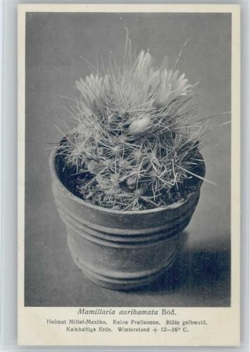 Mamillaria aurihamata Böd. - Nr. 222/XXIII Otto Stoye Pflanzenkarten