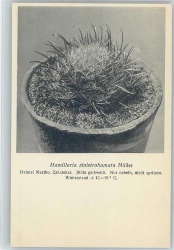Mamillaria sinistroamata Möller - Nr. 294-XXX Otto Stoyer Pflanzenkarten