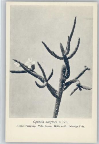 Opuntia albiflora - Heimat Paraguay - Nr. 334/XXXIV Otto Stoye Pflanzenkarten