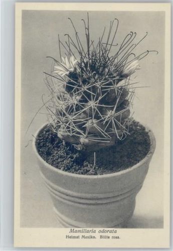 Mamillaria odorata - Heimat Mexiko - Nr. 245/XXXV Otto Stoye Pflanzenkarten