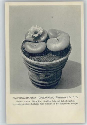 Mesembrianthemum Wettsteinii - Nr. 207-XXI Otto Stoyer Pflanzenkarten