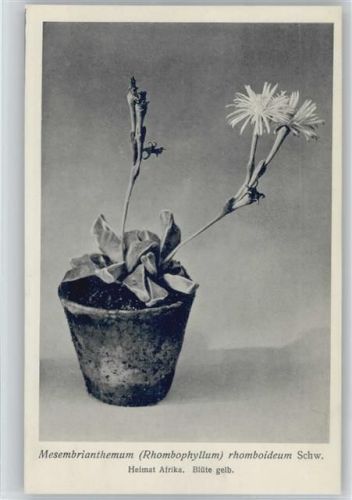 Nr. 217-XXII Otto Stoyer Pflanzenkarten - Mesembrianthemum , Heimat Afrika