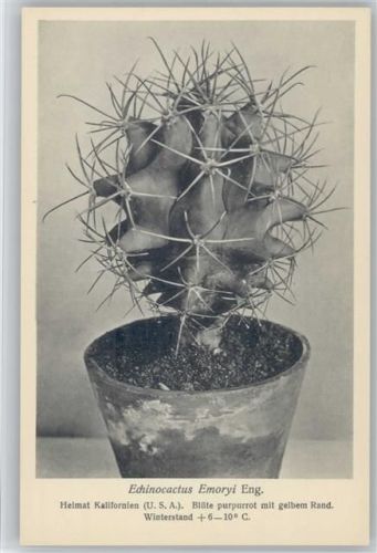 Echinocactus Emoryi Eng. - Nr. 394/XL Otto Stoye Pflanzenkarten