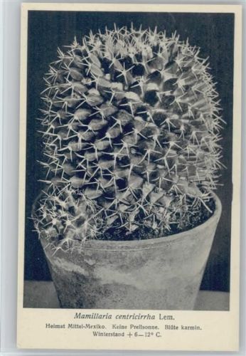 Mamillaria centrcirrha Lem. Nr. 292/XXX Otto Stoye Pflanzenkarten