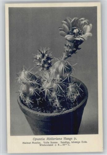 Opuntia Mölleriana Haage jr. - Nr. 318/XXXII Otto Stoyer Pflanzenkarten