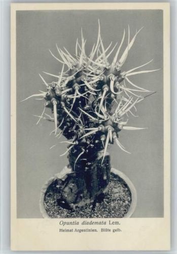 Opuntia diademeta Lem. - Nr. 202/XXI Otto Stoyer Pflanzenkarten